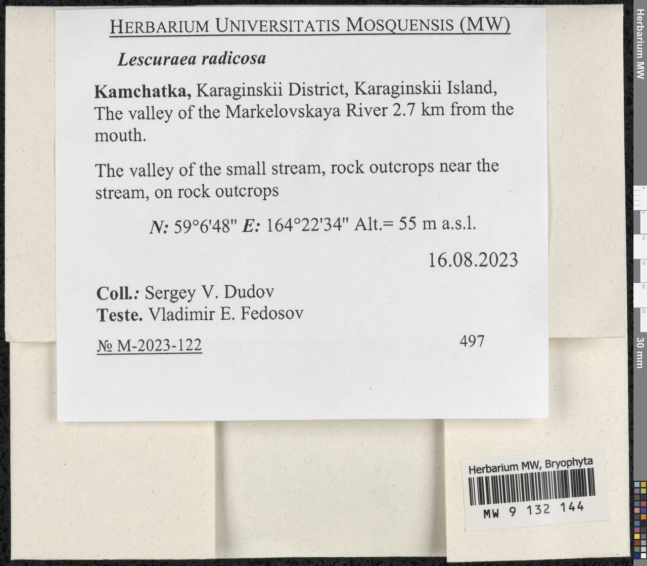 Lescuraea radicosa (Mitt.) Mönk., Гербарий мохообразных, Мхи - Чукотка и Камчатка (B21) (Россия)