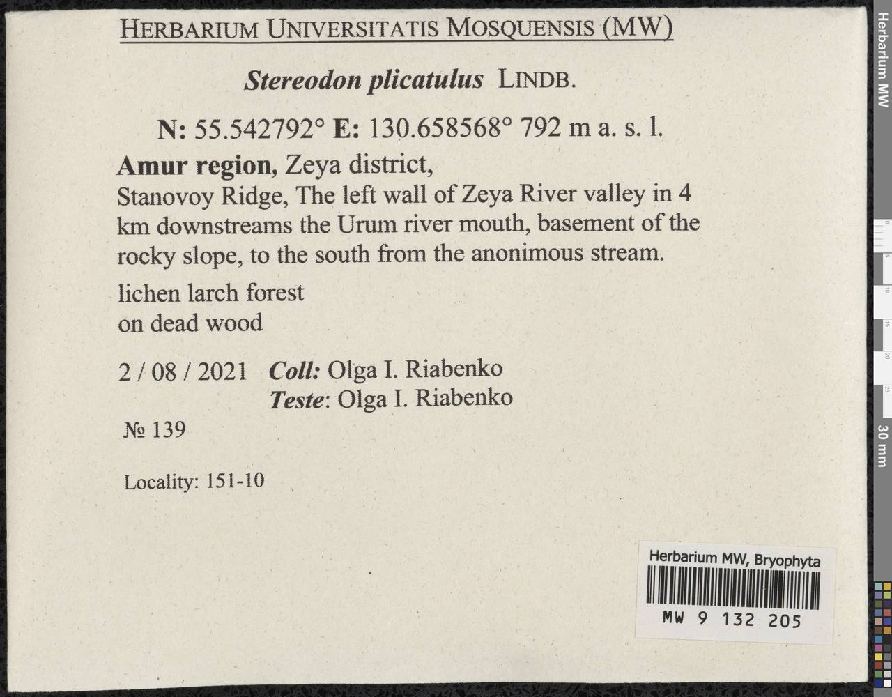 Aquilonium plicatulum (Lindb.) Hedenäs, Schlesak & D. Quandt, Гербарий мохообразных, Мхи - Дальний Восток (без Чукотки и Камчатки) (B20) (Россия)