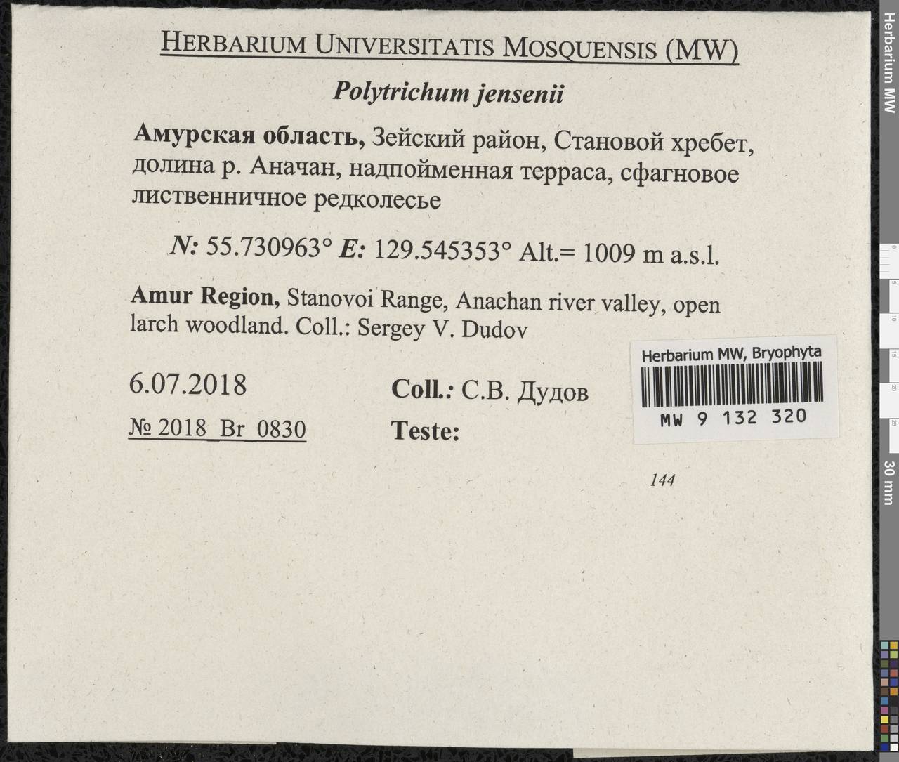 Polytrichum jensenii I. Hagen, Гербарий мохообразных, Мхи - Дальний Восток (без Чукотки и Камчатки) (B20) (Россия)