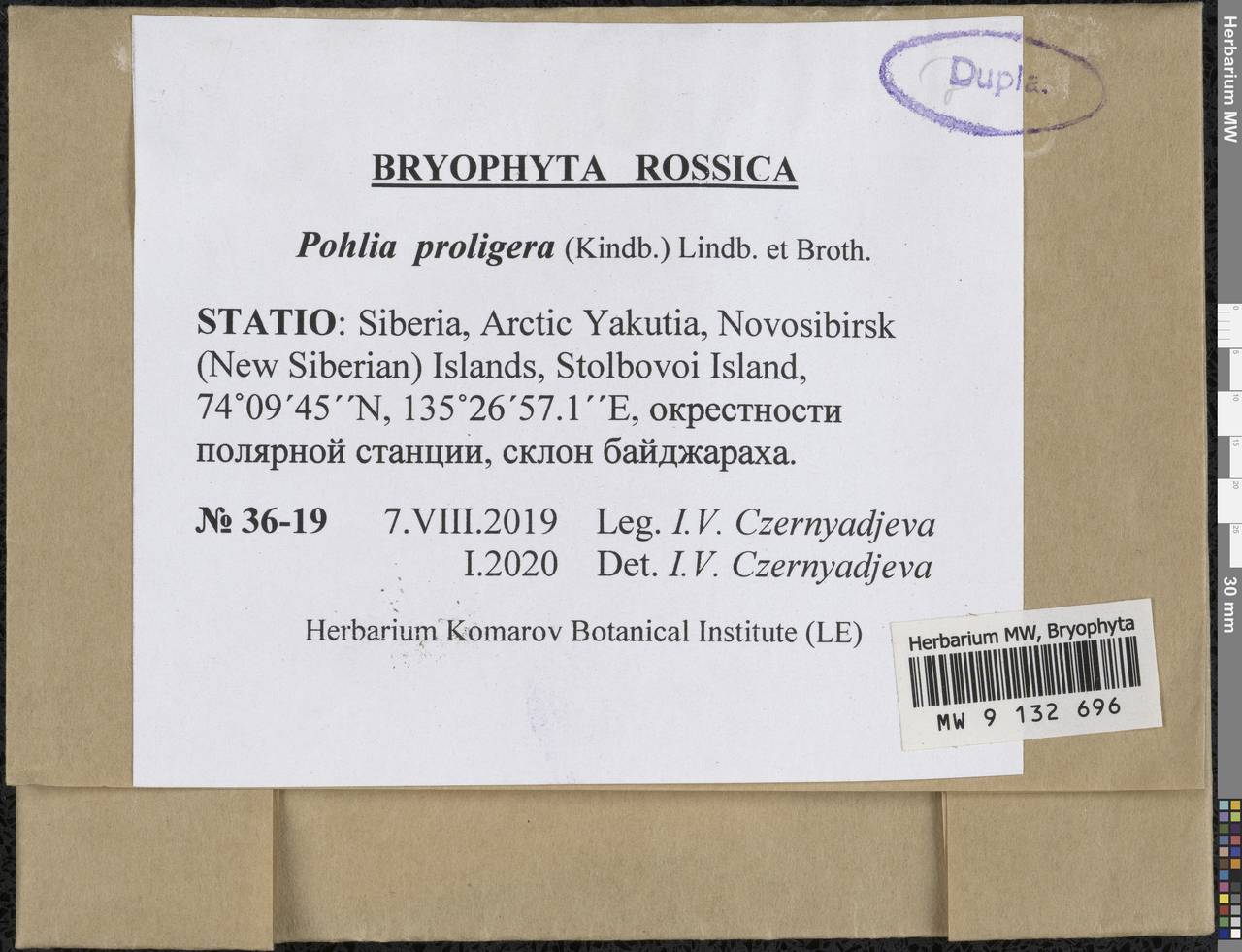 Pohlia proligera (Kindb. ex Breidl.) Lindb. ex Arnell, Гербарий мохообразных, Мхи - Якутия (B19) (Россия)