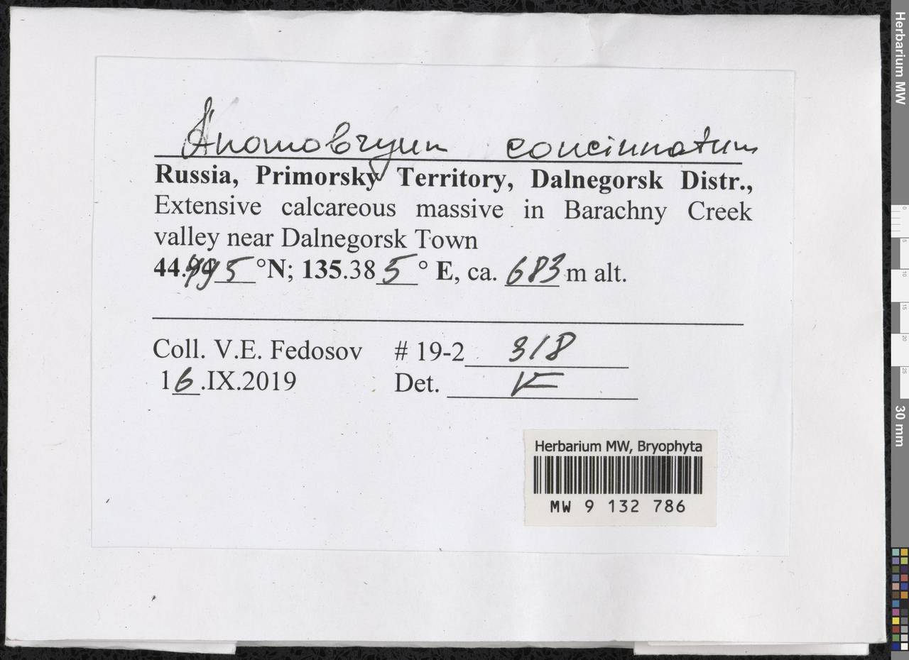 Anomobryum concinnatum (Spruce) A. Jaeger, Гербарий мохообразных, Мхи - Дальний Восток (без Чукотки и Камчатки) (B20) (Россия)