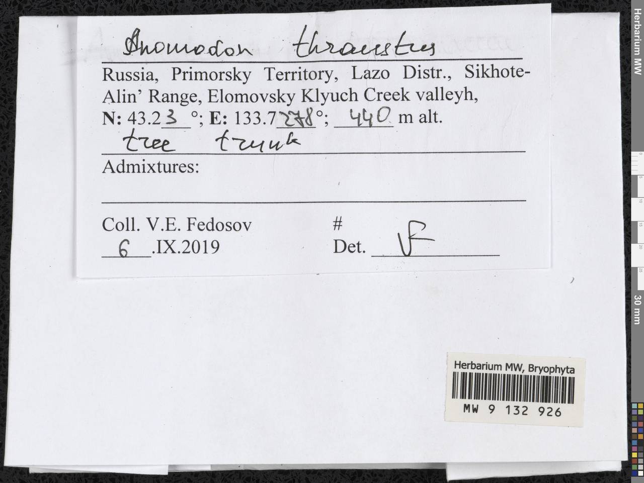 Anomodon thraustus Müll. Hal., Гербарий мохообразных, Мхи - Дальний Восток (без Чукотки и Камчатки) (B20) (Россия)