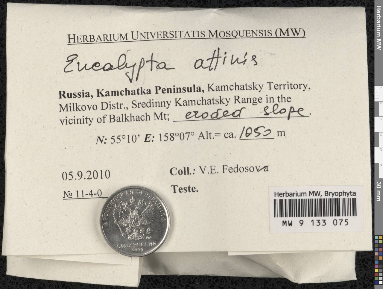 Encalypta affinis R. Hedw., Гербарий мохообразных, Мхи - Чукотка и Камчатка (B21) (Россия)