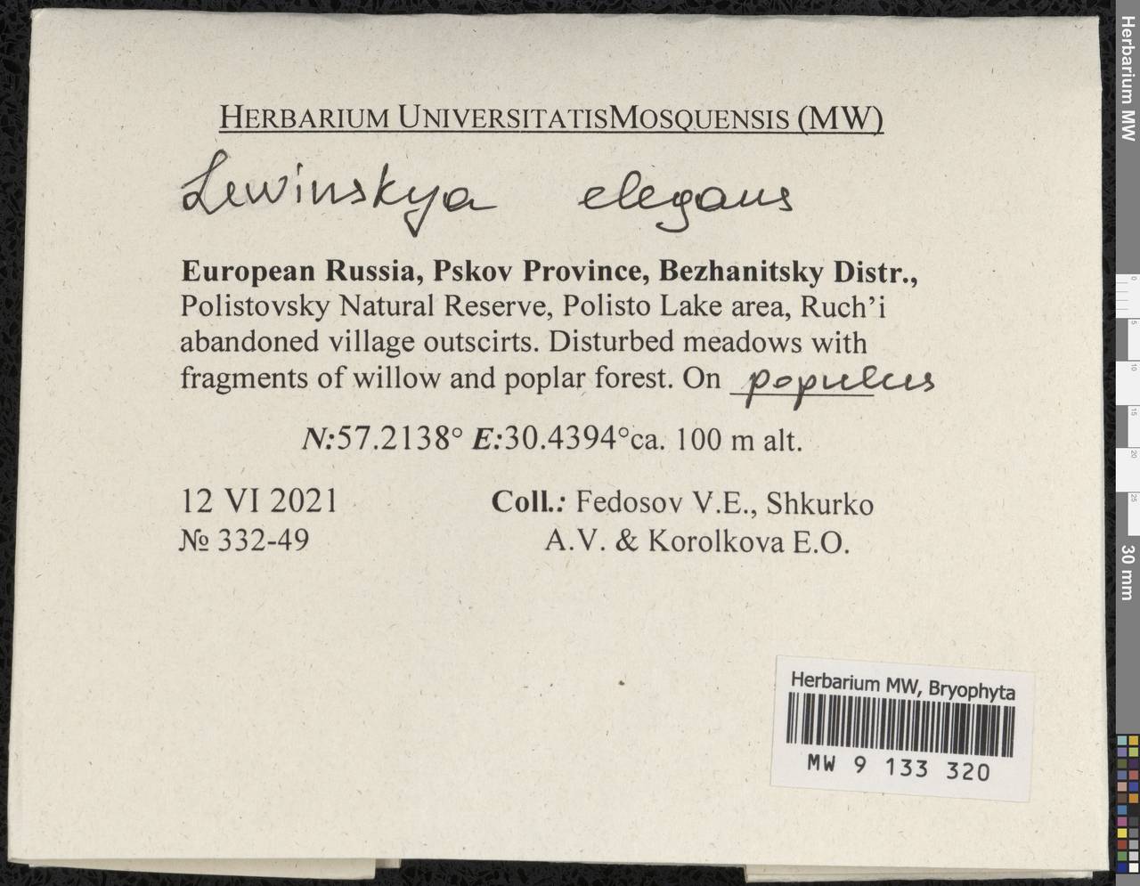 Lewinskya elegans (Schwägr. ex Hook. & Grev.) F. Lara, Garilleti & Goffinet, Гербарий мохообразных, Мхи - Новгородская и Псковская области (B5) (Россия)
