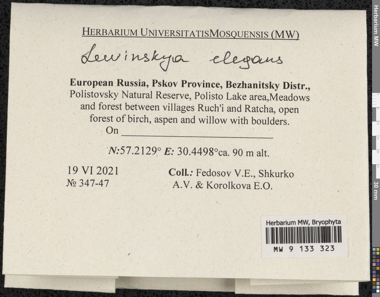 Lewinskya elegans (Schwägr. ex Hook. & Grev.) F. Lara, Garilleti & Goffinet, Гербарий мохообразных, Мхи - Новгородская и Псковская области (B5) (Россия)