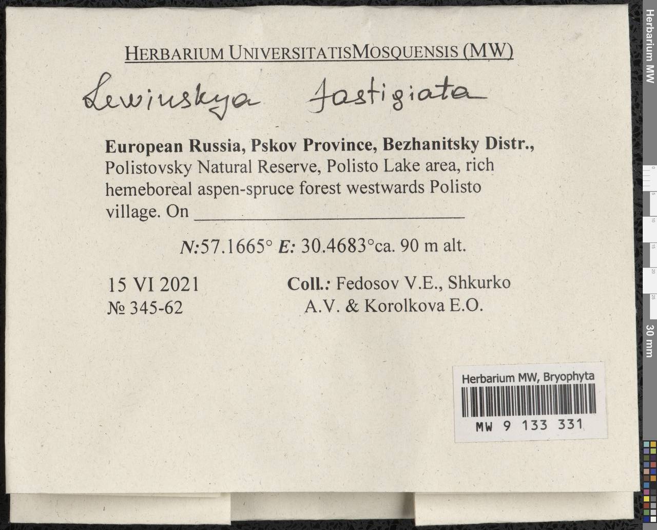 Lewinskya fastigiata (Bruch ex Brid.) Vigalondo, F. Lara & Garilleti, Гербарий мохообразных, Мхи - Новгородская и Псковская области (B5) (Россия)