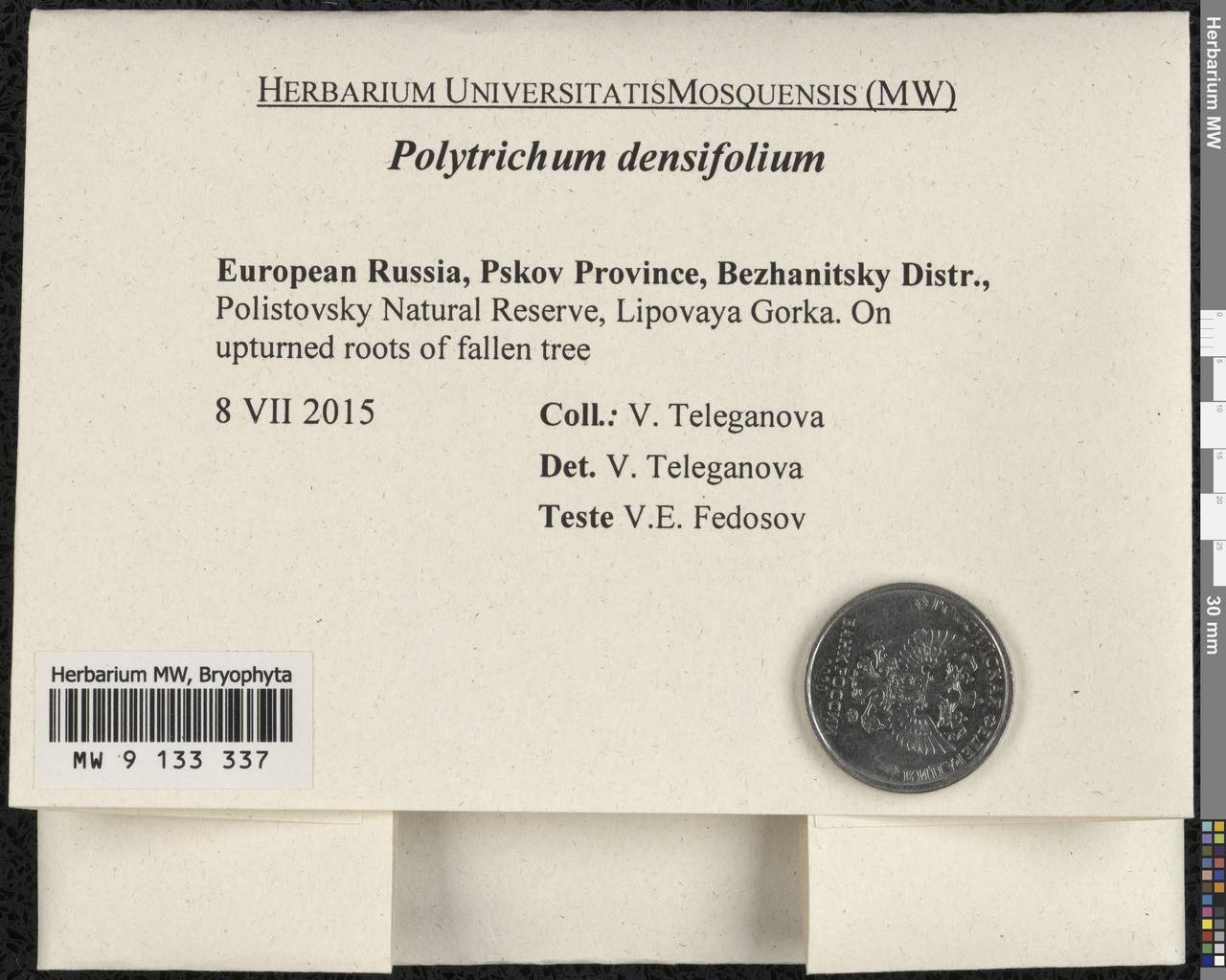 Polytrichum densifolium Wilson ex Mitt., Гербарий мохообразных, Мхи - Новгородская и Псковская области (B5) (Россия)