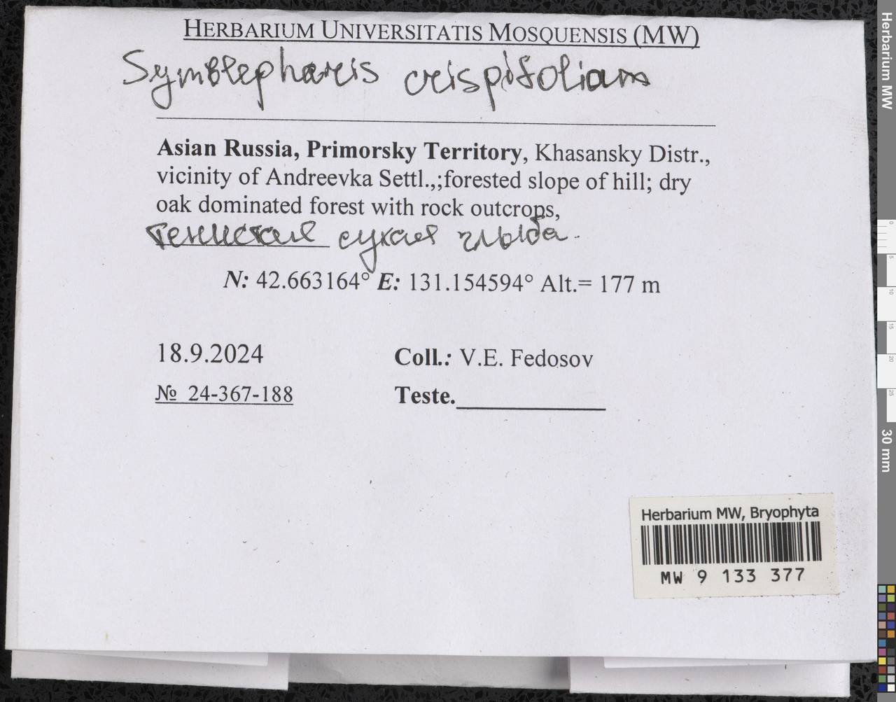 Symblepharis crispifolia (Mitt.) Fedosov, M. Stech & Ignatov, Гербарий мохообразных, Мхи - Дальний Восток (без Чукотки и Камчатки) (B20) (Россия)
