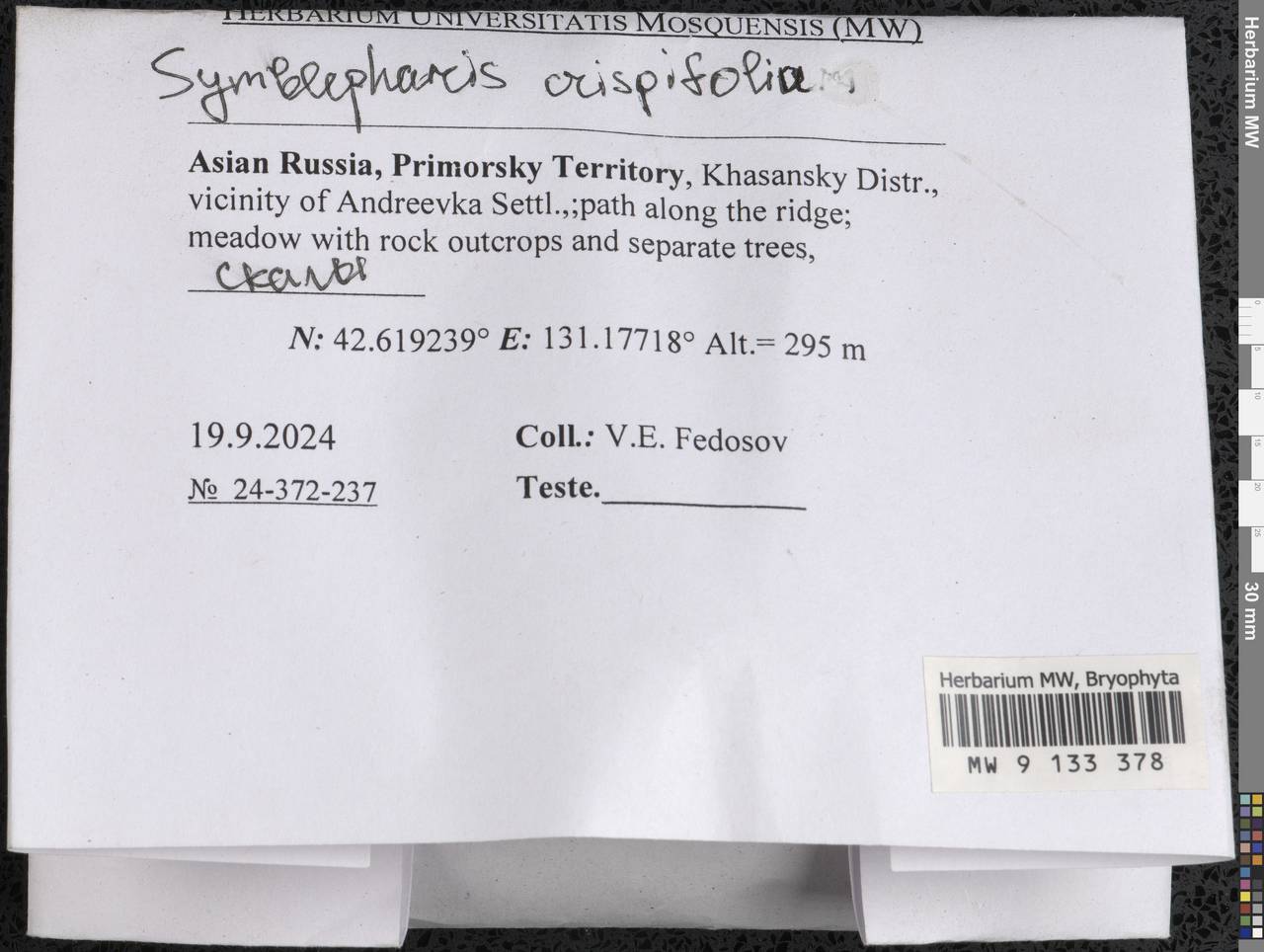 Symblepharis crispifolia (Mitt.) Fedosov, M. Stech & Ignatov, Гербарий мохообразных, Мхи - Дальний Восток (без Чукотки и Камчатки) (B20) (Россия)