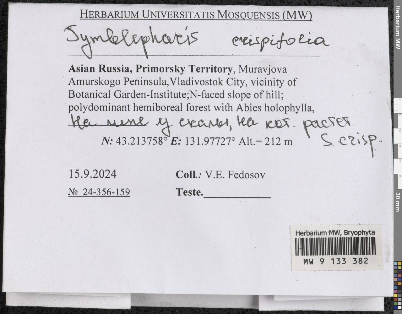Symblepharis crispifolia (Mitt.) Fedosov, M. Stech & Ignatov, Гербарий мохообразных, Мхи - Дальний Восток (без Чукотки и Камчатки) (B20) (Россия)