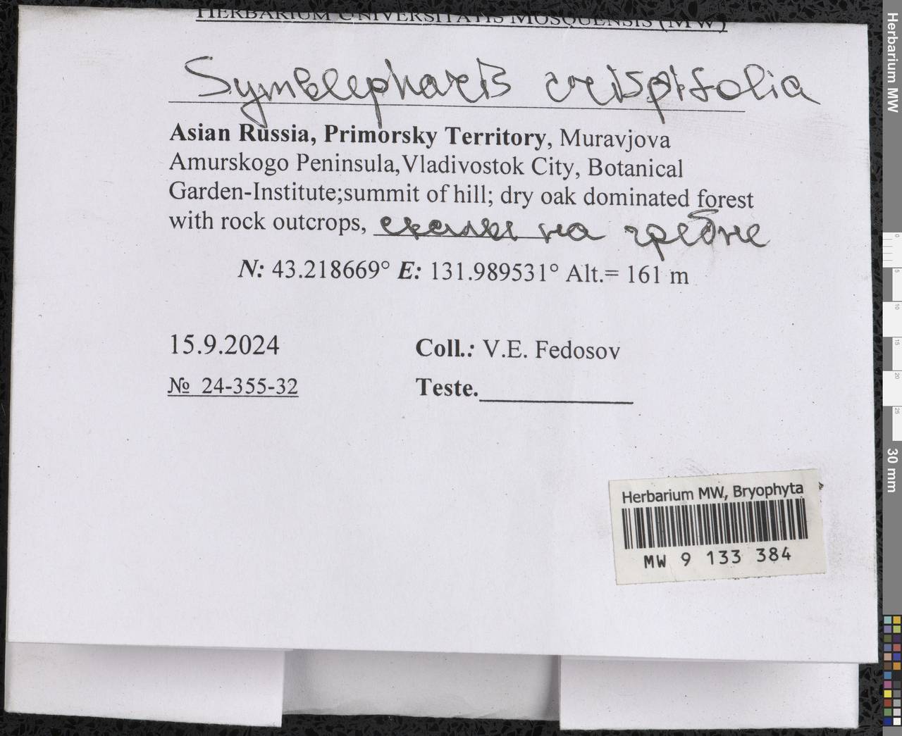 Symblepharis crispifolia (Mitt.) Fedosov, M. Stech & Ignatov, Гербарий мохообразных, Мхи - Дальний Восток (без Чукотки и Камчатки) (B20) (Россия)