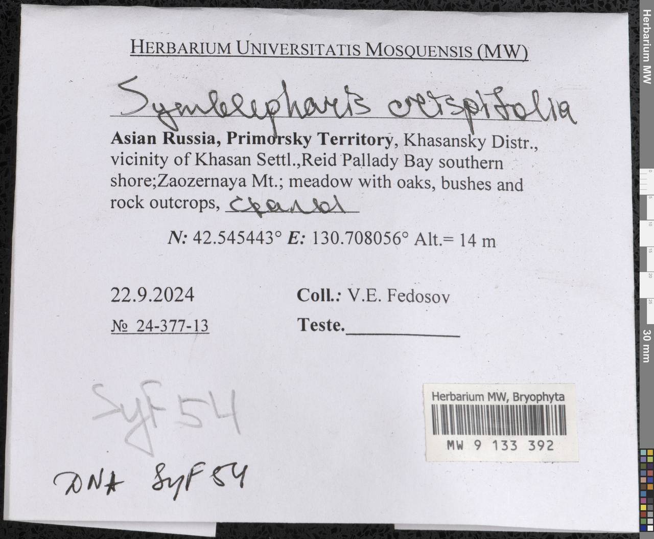 Symblepharis crispifolia (Mitt.) Fedosov, M. Stech & Ignatov, Гербарий мохообразных, Мхи - Дальний Восток (без Чукотки и Камчатки) (B20) (Россия)