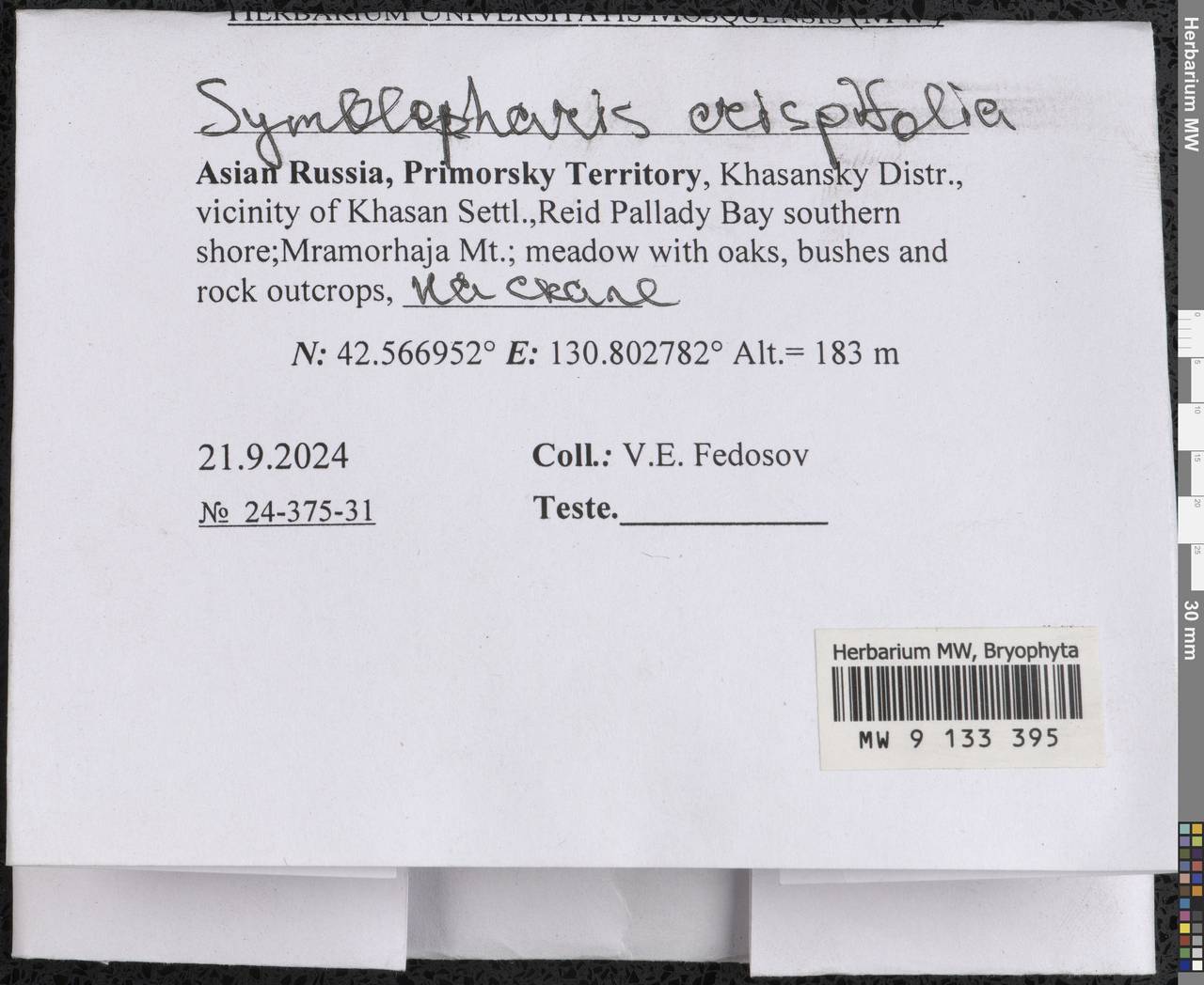 Symblepharis crispifolia (Mitt.) Fedosov, M. Stech & Ignatov, Гербарий мохообразных, Мхи - Дальний Восток (без Чукотки и Камчатки) (B20) (Россия)