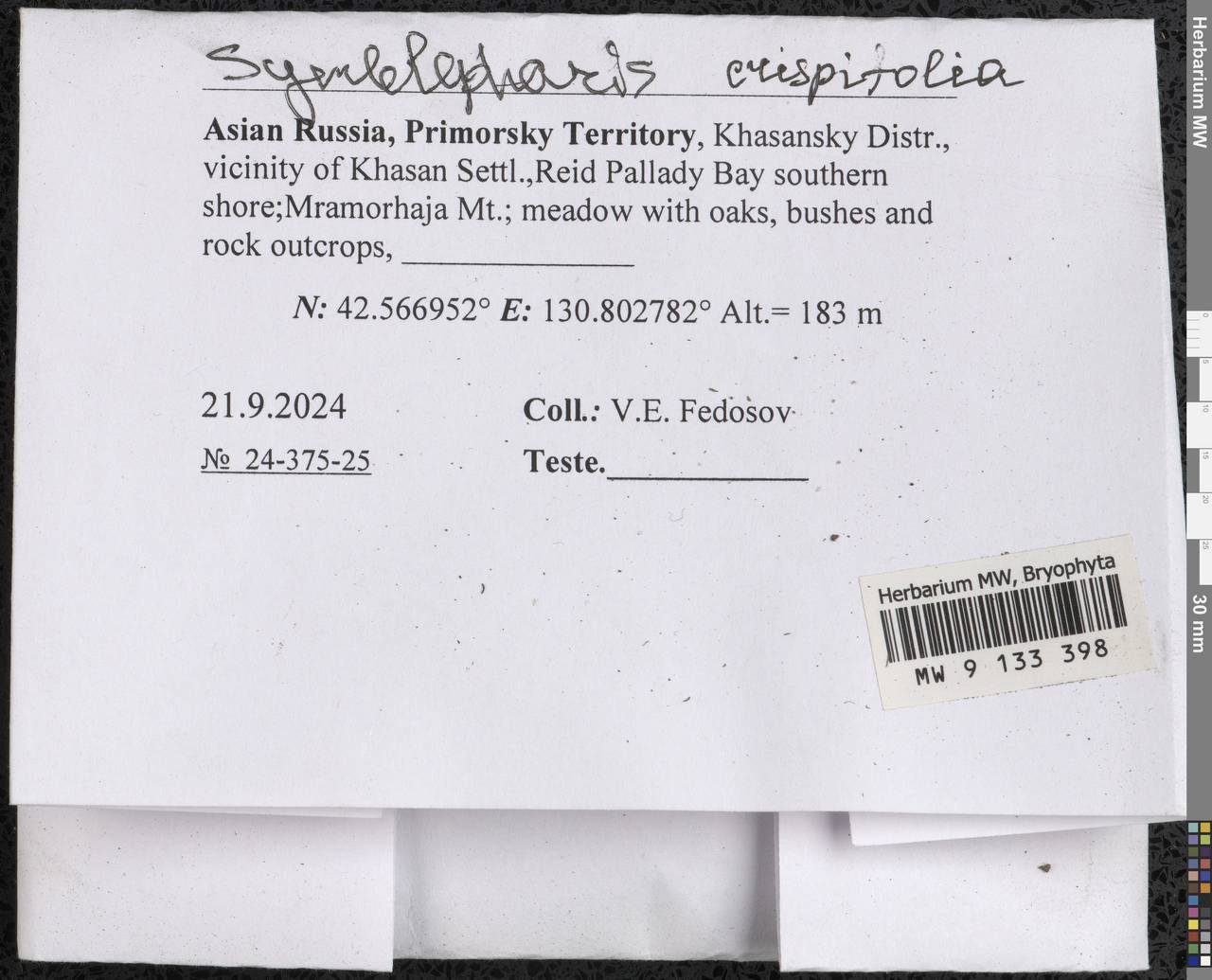 Symblepharis crispifolia (Mitt.) Fedosov, M. Stech & Ignatov, Гербарий мохообразных, Мхи - Дальний Восток (без Чукотки и Камчатки) (B20) (Россия)