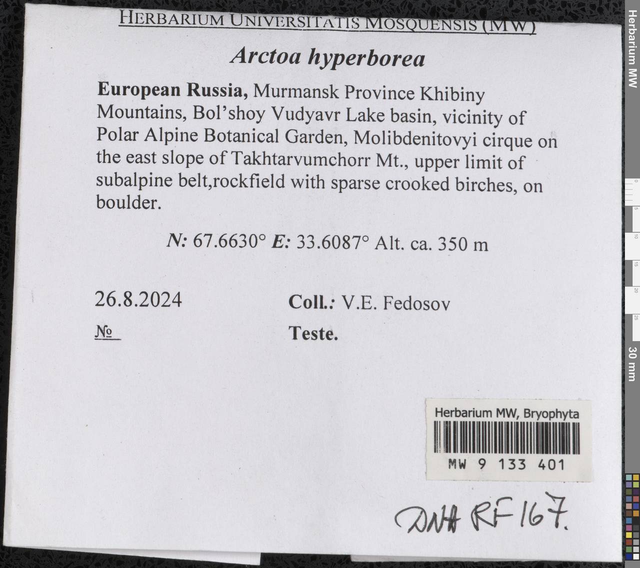 Arctoa hyperborea (Gunnerus ex Dicks.) Bruch & Schimp., Гербарий мохообразных, Мхи - Карелия, Ленинградская и Мурманская области (B4) (Россия)