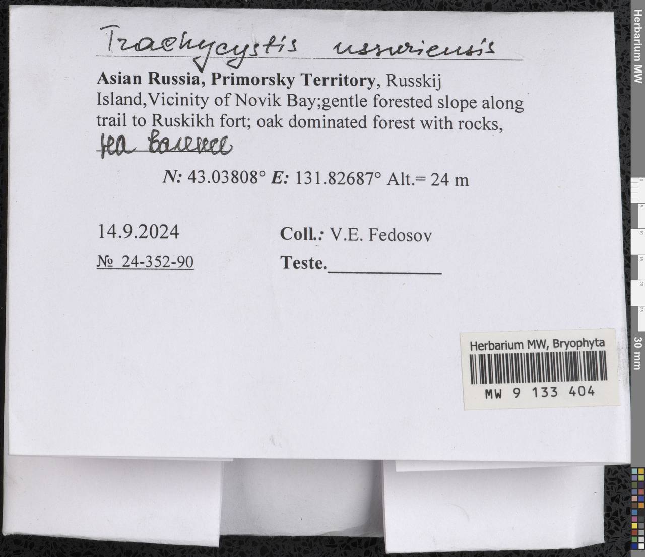 Trachycystis ussuriensis (Regel & Maack) T.J. Kop., Гербарий мохообразных, Мхи - Дальний Восток (без Чукотки и Камчатки) (B20) (Россия)