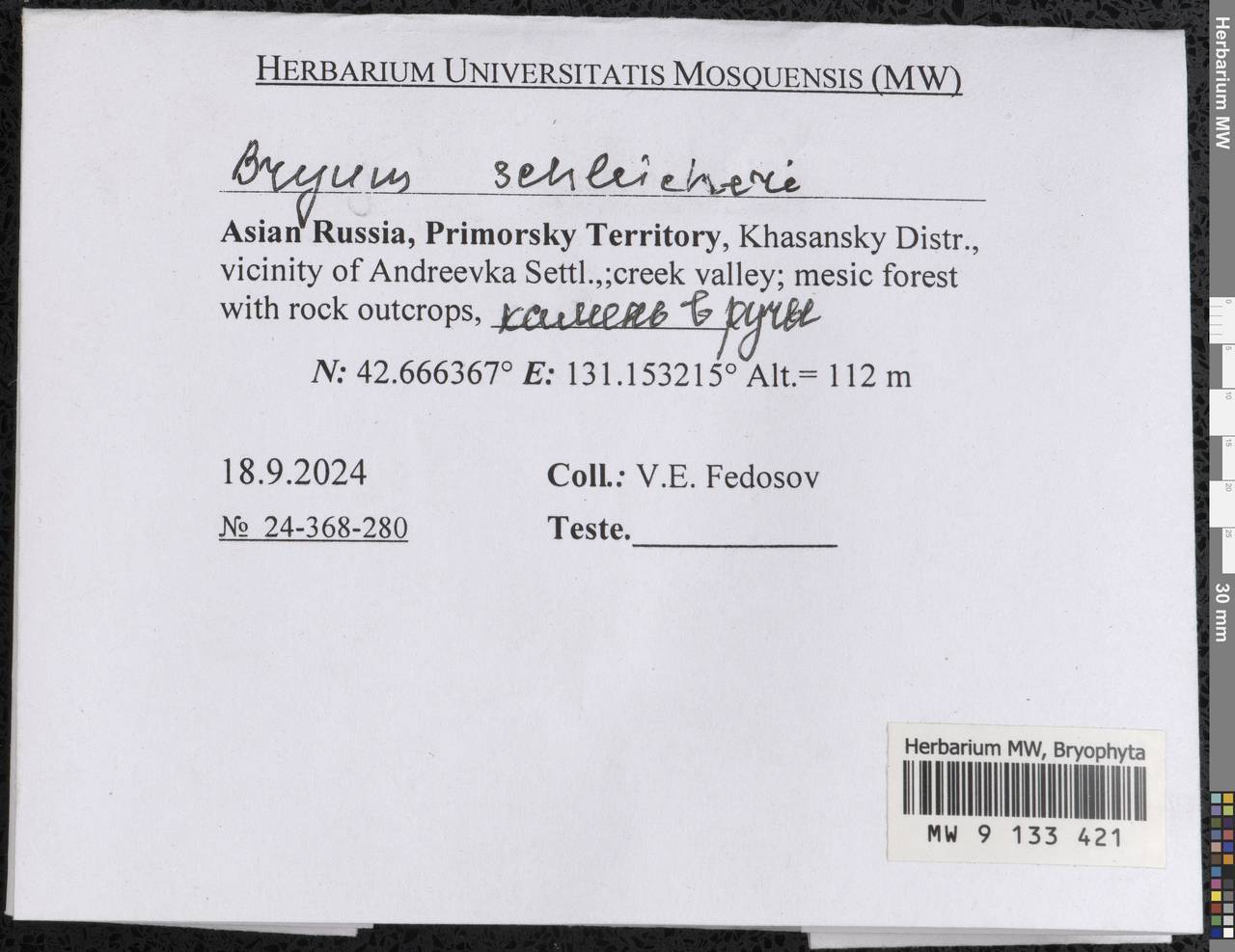 Ptychostomum schleicheri (DC.) J.R. Spence, Гербарий мохообразных, Мхи - Дальний Восток (без Чукотки и Камчатки) (B20) (Россия)