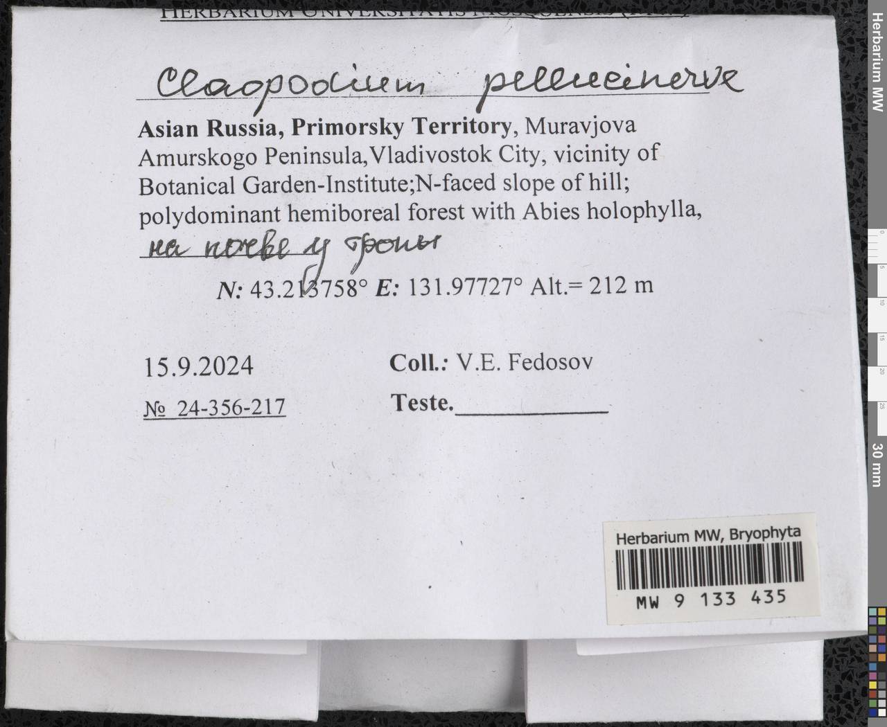 Claopodium pellucinerve (Mitt.) Best, Гербарий мохообразных, Мхи - Дальний Восток (без Чукотки и Камчатки) (B20) (Россия)