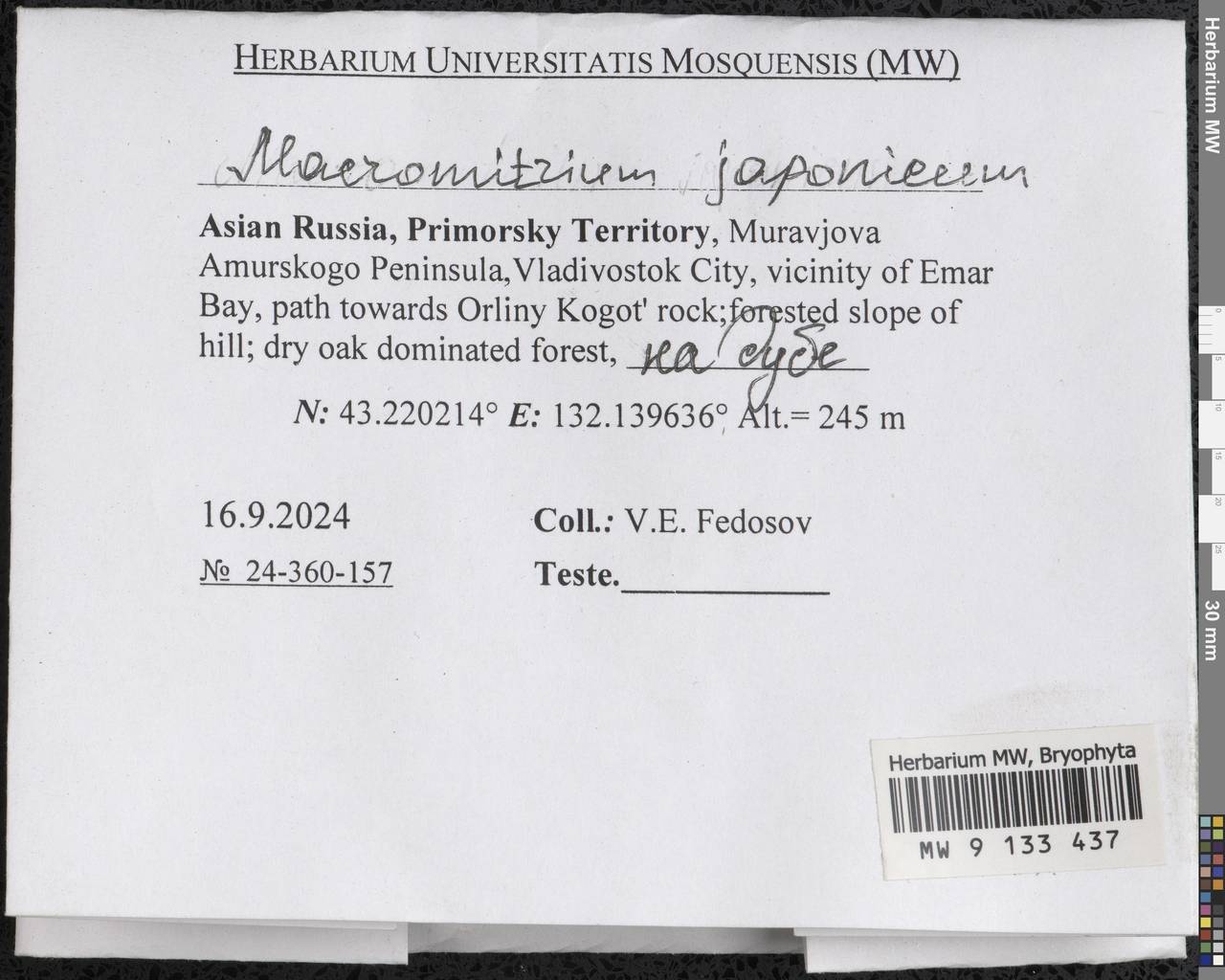 Macromitrium japonicum Dozy & Molk., Гербарий мохообразных, Мхи - Дальний Восток (без Чукотки и Камчатки) (B20) (Россия)