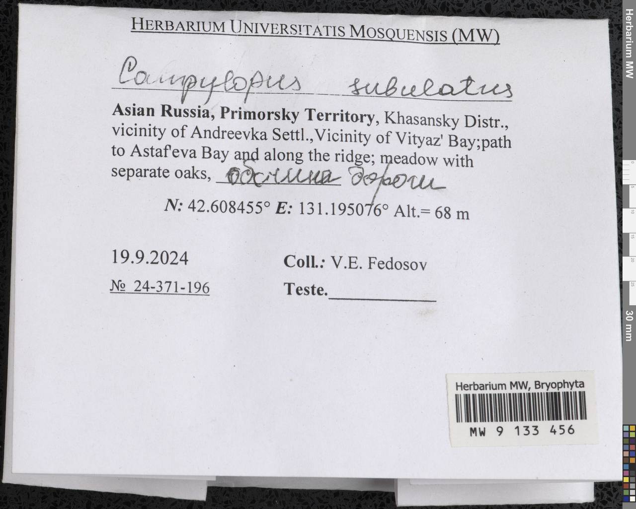 Campylopus subulatus Schimp. ex Milde, Гербарий мохообразных, Мхи - Дальний Восток (без Чукотки и Камчатки) (B20) (Россия)