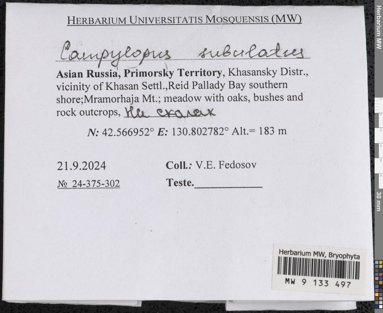 Campylopus subulatus Schimp. ex Milde, Гербарий мохообразных, Мхи - Дальний Восток (без Чукотки и Камчатки) (B20) (Россия)
