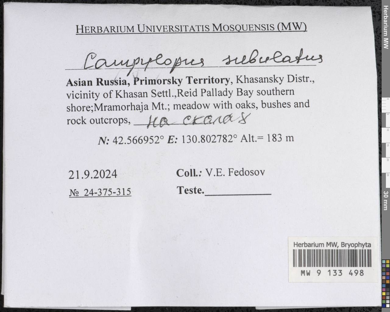 Campylopus subulatus Schimp. ex Milde, Гербарий мохообразных, Мхи - Дальний Восток (без Чукотки и Камчатки) (B20) (Россия)