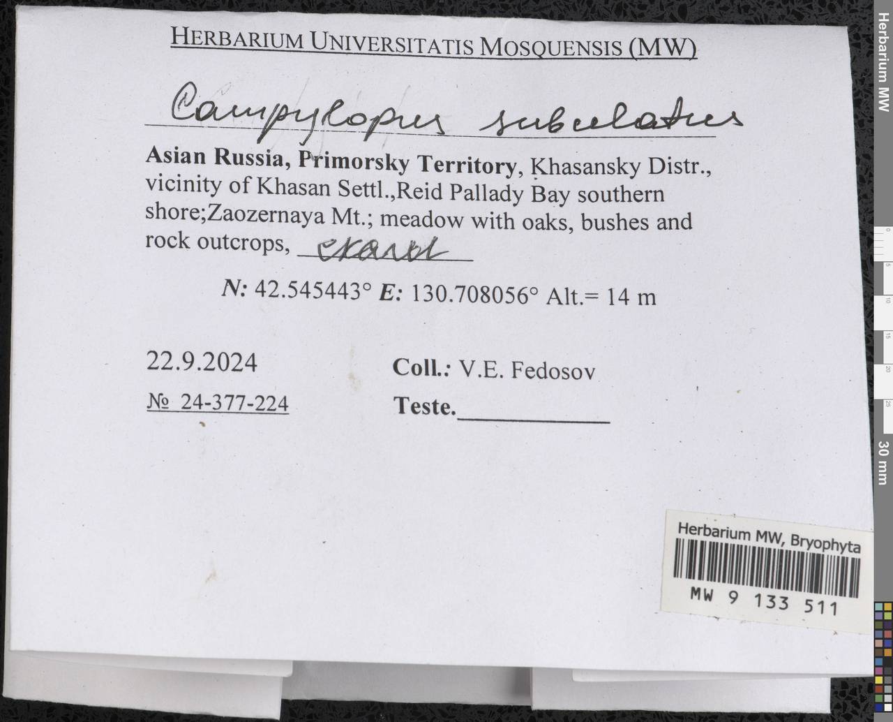 Campylopus subulatus Schimp. ex Milde, Гербарий мохообразных, Мхи - Дальний Восток (без Чукотки и Камчатки) (B20) (Россия)