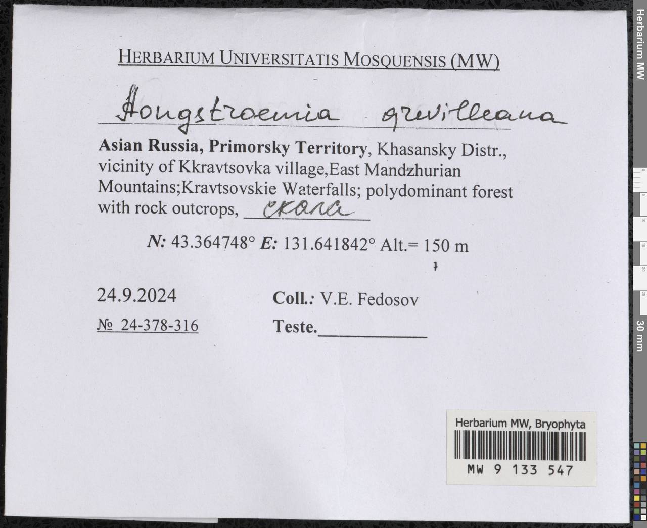 Aongstroemia grevilleana (Brid.) Müll. Hal., Гербарий мохообразных, Мхи - Дальний Восток (без Чукотки и Камчатки) (B20) (Россия)