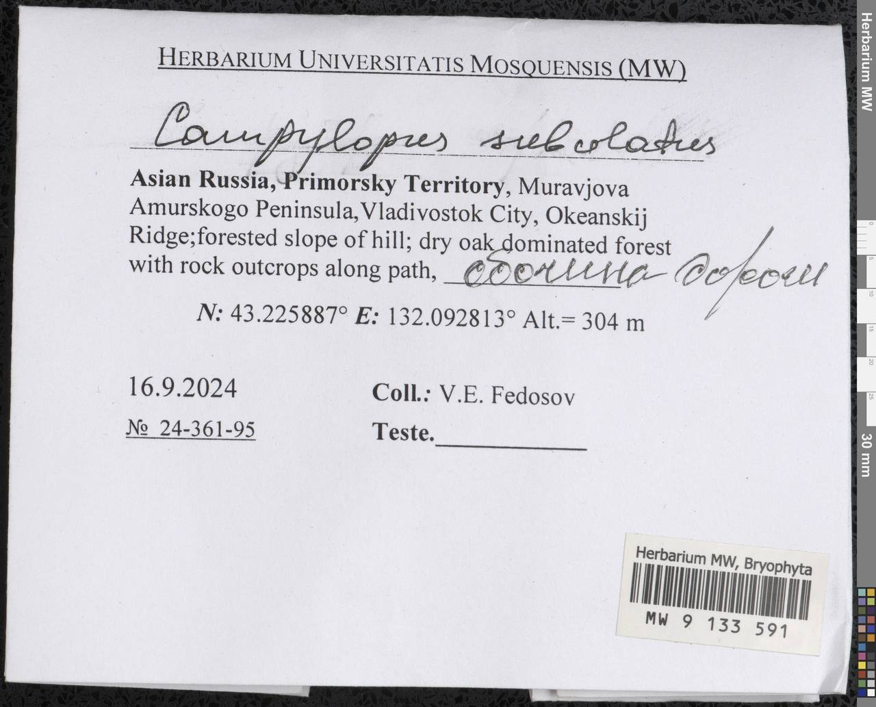 Campylopus subulatus Schimp. ex Milde, Гербарий мохообразных, Мхи - Дальний Восток (без Чукотки и Камчатки) (B20) (Россия)