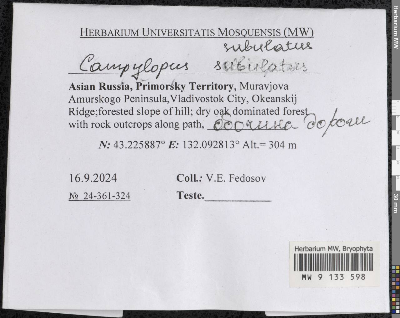 Campylopus subulatus Schimp. ex Milde, Гербарий мохообразных, Мхи - Дальний Восток (без Чукотки и Камчатки) (B20) (Россия)