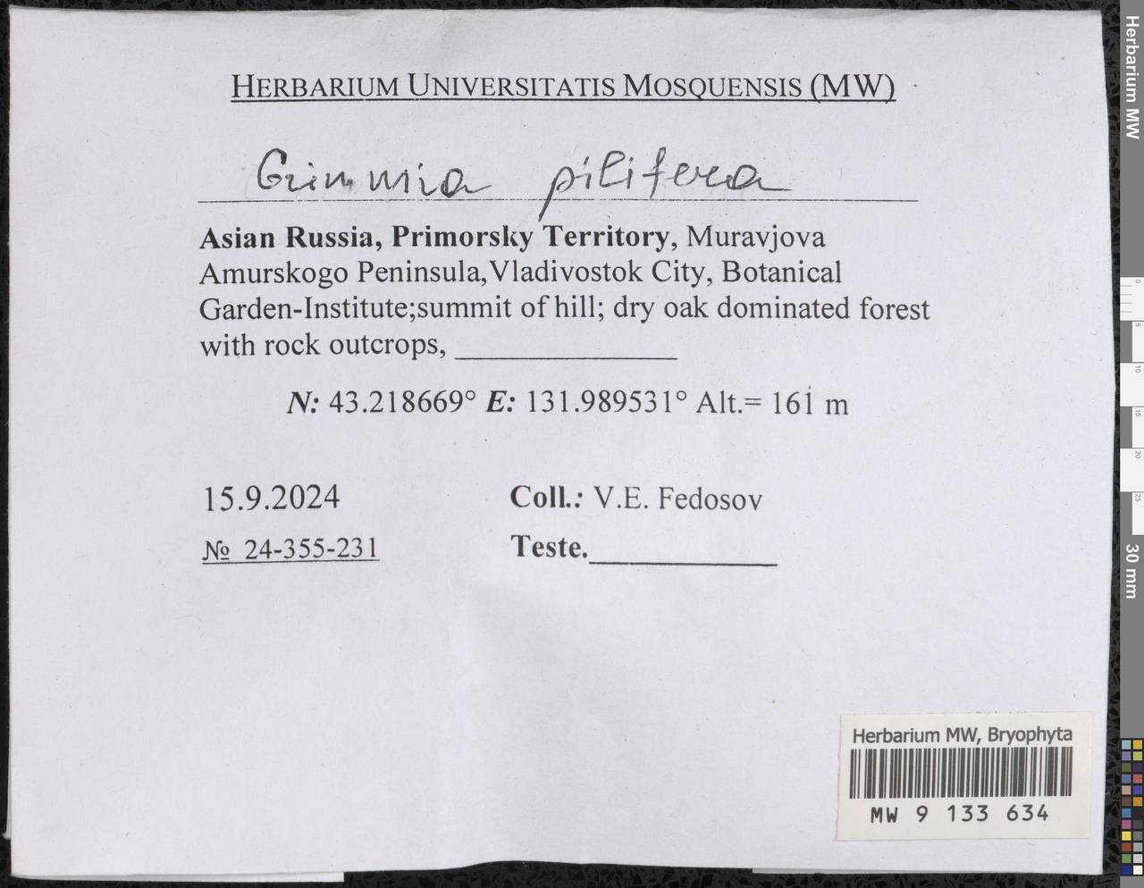 Grimmia pilifera P. Beauv., Гербарий мохообразных, Мхи - Дальний Восток (без Чукотки и Камчатки) (B20) (Россия)