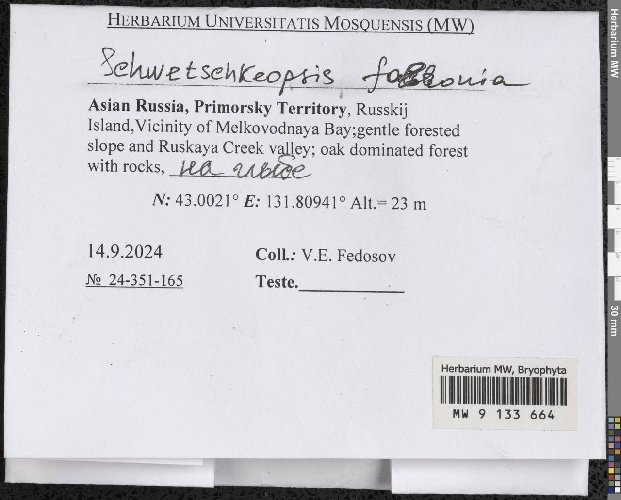 Schwetschkeopsis fabronia (Schwägr.) Broth., Гербарий мохообразных, Мхи - Дальний Восток (без Чукотки и Камчатки) (B20) (Россия)