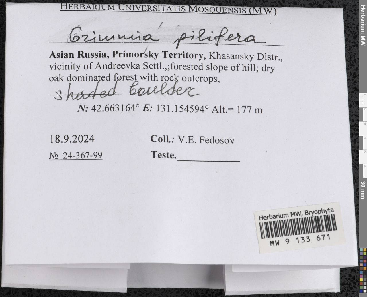 Grimmia pilifera P. Beauv., Гербарий мохообразных, Мхи - Дальний Восток (без Чукотки и Камчатки) (B20) (Россия)