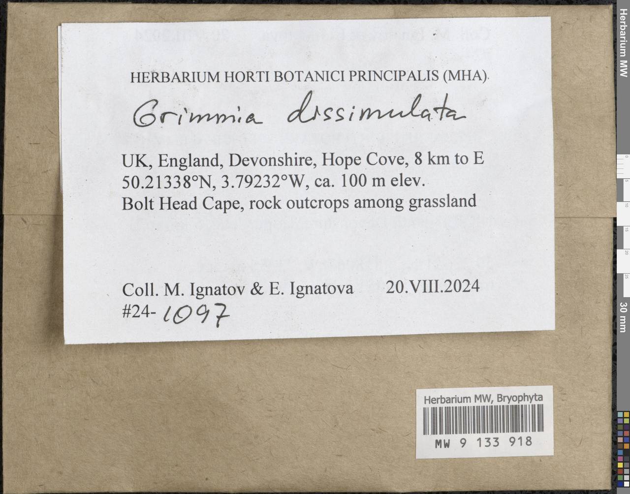 Grimmia dissimulata E. Maier, Гербарий мохообразных, Мхи - Западная Европа (BEu) (Великобритания)
