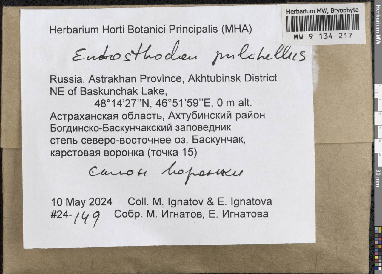 Entosthodon pulchellus (H. Philib.) Brugués, Гербарий мохообразных, Мхи - Нижний Дон и Нижняя Волга (B11) (Россия)