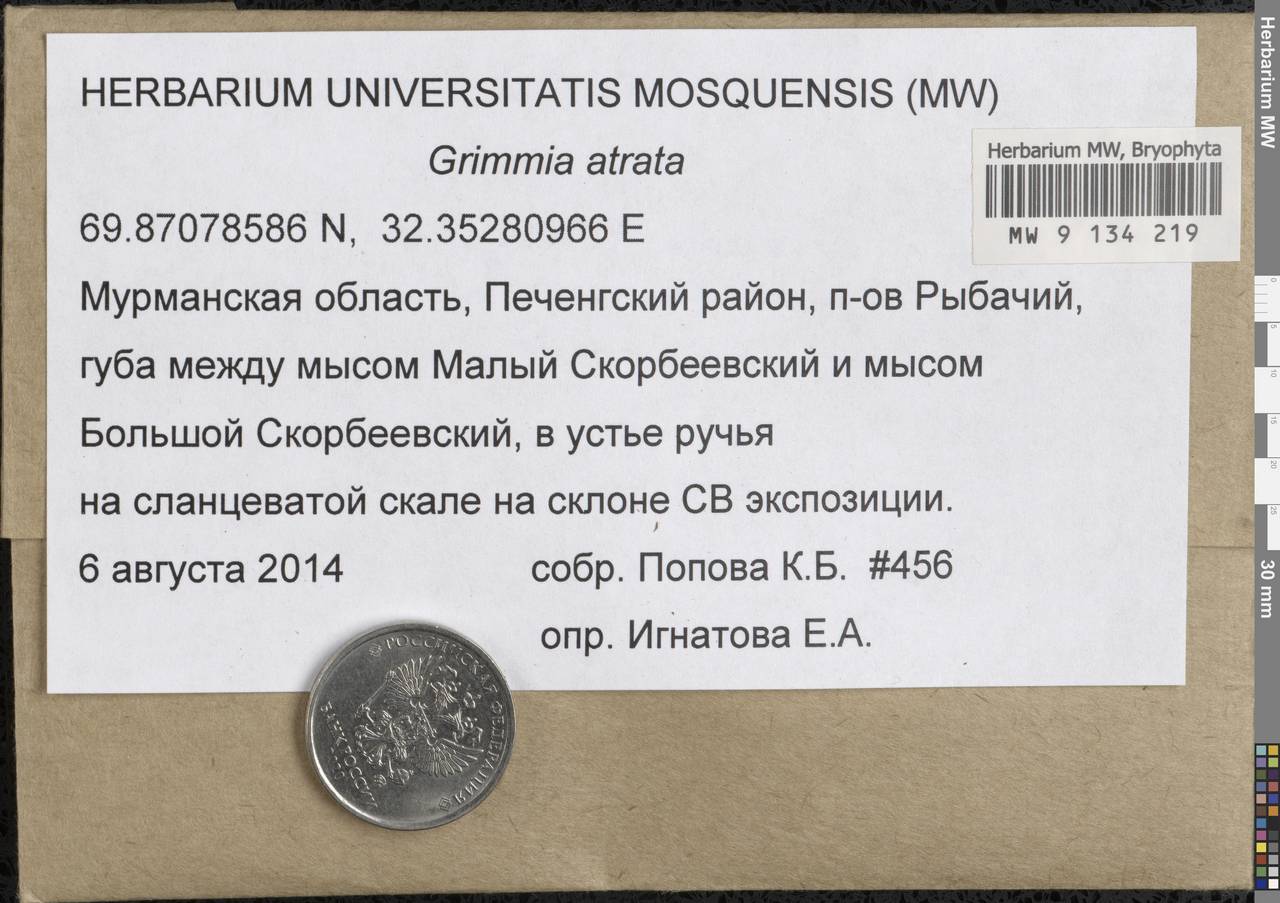 Grimmia atrata Miel. ex Hornsch., Гербарий мохообразных, Мхи - Карелия, Ленинградская и Мурманская области (B4) (Россия)