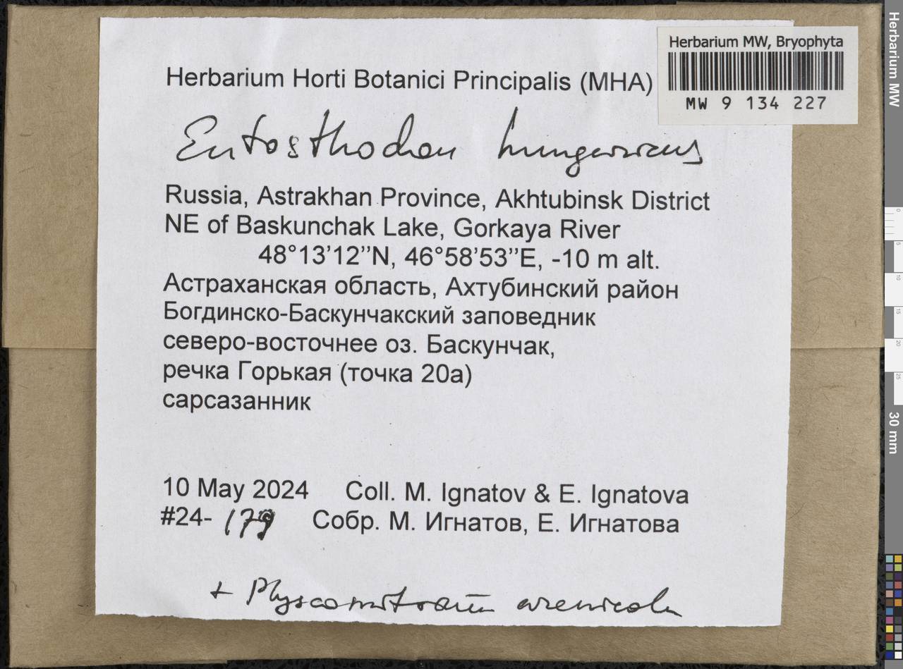 Entosthodon hungaricus (Boros) Loeske, Гербарий мохообразных, Мхи - Нижний Дон и Нижняя Волга (B11) (Россия)
