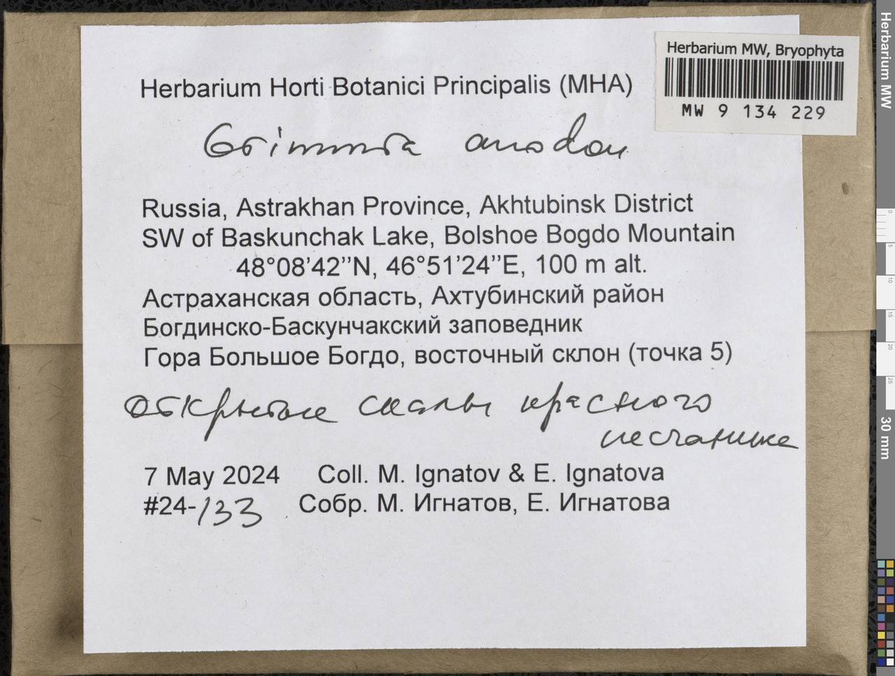 Grimmia anodon Bruch & Schimp., Гербарий мохообразных, Мхи - Нижний Дон и Нижняя Волга (B11) (Россия)