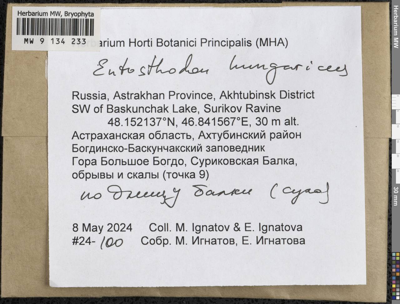 Entosthodon hungaricus (Boros) Loeske, Гербарий мохообразных, Мхи - Нижний Дон и Нижняя Волга (B11) (Россия)