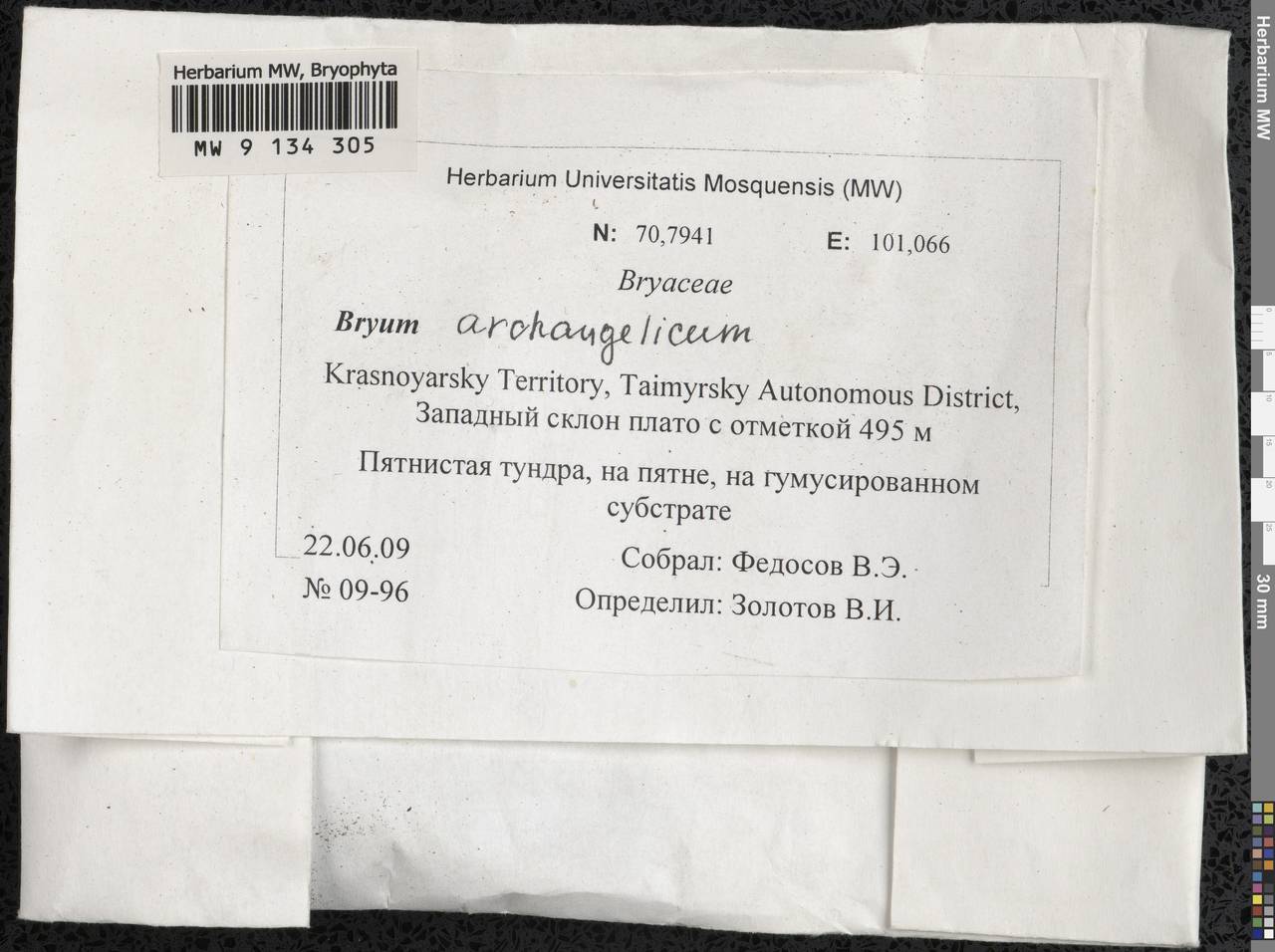 Ptychostomum archangelicum (Bruch & Schimp.) J.R. Spence, Гербарий мохообразных, Мхи - Красноярский край, Тыва и Хакасия (B17) (Россия)