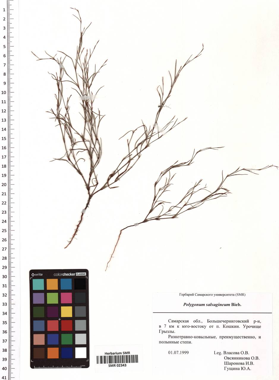 Горец солонцовый, Горец солончаковый M. Bieb., Восточная Европа, Средневолжский район (E8) (Россия)