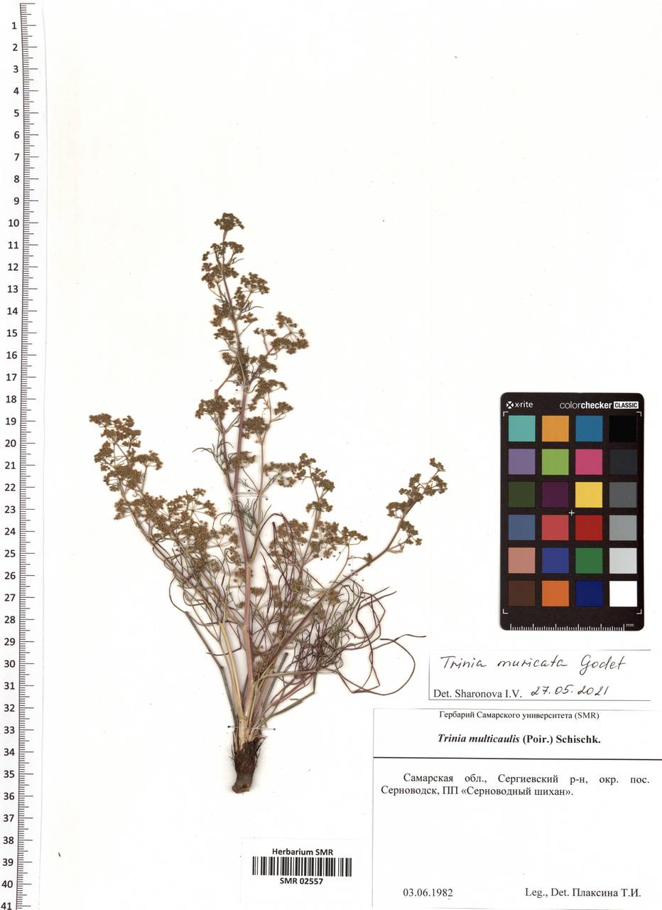 Триния мягкоигольчатая Godet, Восточная Европа, Средневолжский район (E8) (Россия)