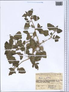 Chenopodium pallidum Moq., Средняя Азия и Казахстан, Памир и Памиро-Алай (M2) (Таджикистан)
