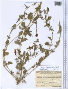 Chenopodium pallidum Moq., Средняя Азия и Казахстан, Памир и Памиро-Алай (M2) (Таджикистан)
