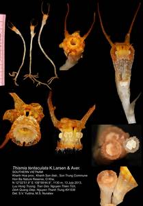 Thismia tentaculata K.Larsen & Aver., Зарубежная Азия (ASIA) (Вьетнам)