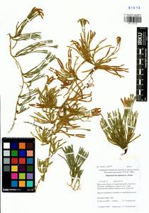 Дифазиаструм альпийский (L.) Holub, Сибирь, Прибайкалье и Забайкалье (S4) (Россия)