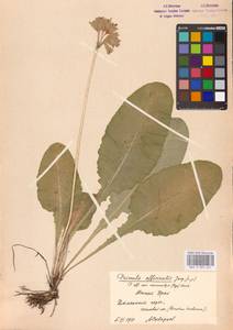 Primula veris subsp. veris, Восточная Европа, Восточный район (E10) (Россия)