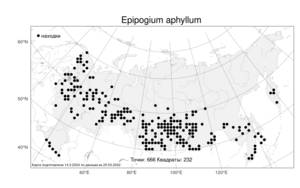 Epipogium aphyllum, Надбородник безлистный Sw., Атлас флоры России (FLORUS) (Россия)