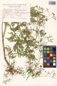 Бутень клубненосный L., Восточная Европа, Московская область и Москва (E4a) (Россия)