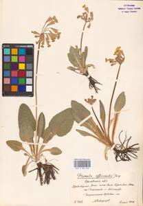 Primula veris subsp. veris, Восточная Европа, Центральный лесостепной район (E6) (Россия)